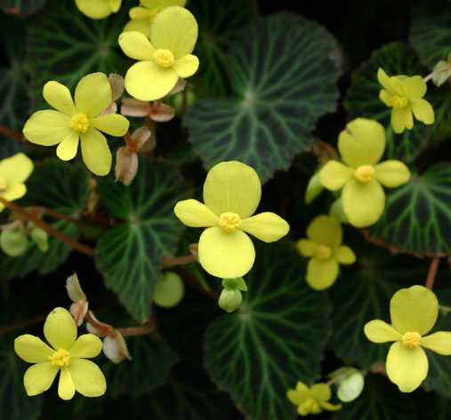B. pearcei